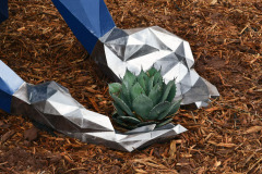 'Agave Dreams'