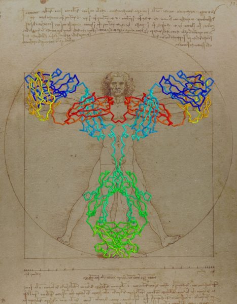 copy_0_22_2005_vitruvian_antibody